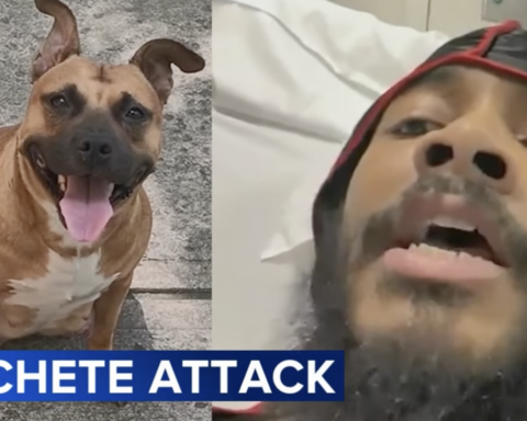 Victim and dog attacked by man wielding machete weapon